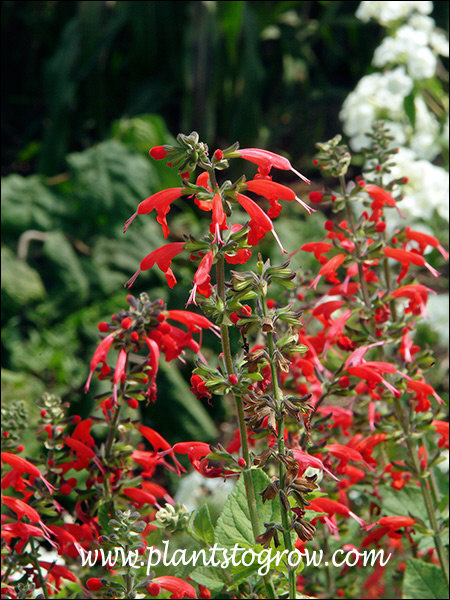 The tubular red flowers with lower lip